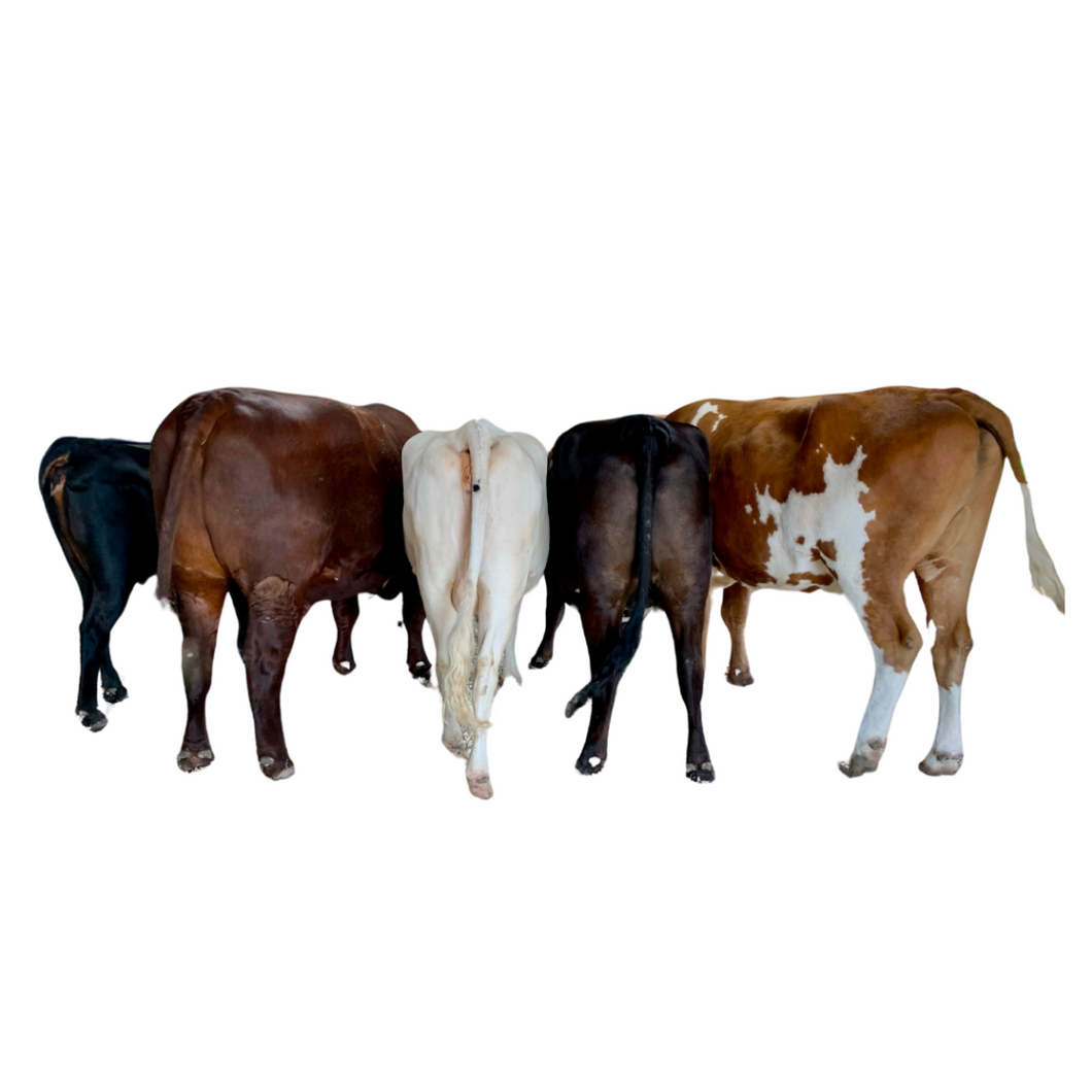 Cows Butt Sticker