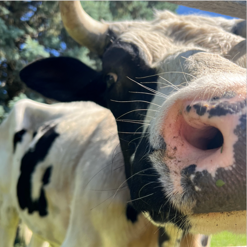 Noses of the Barn Magnet - Mabel