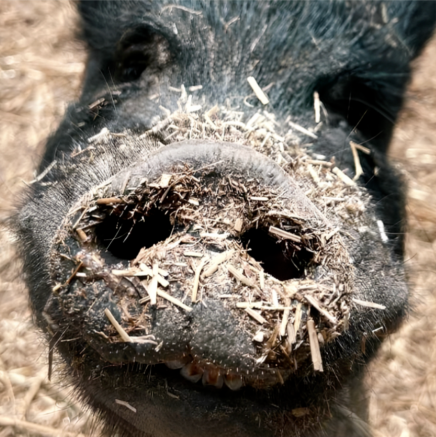 Noses of the Barn Magnet - Willard